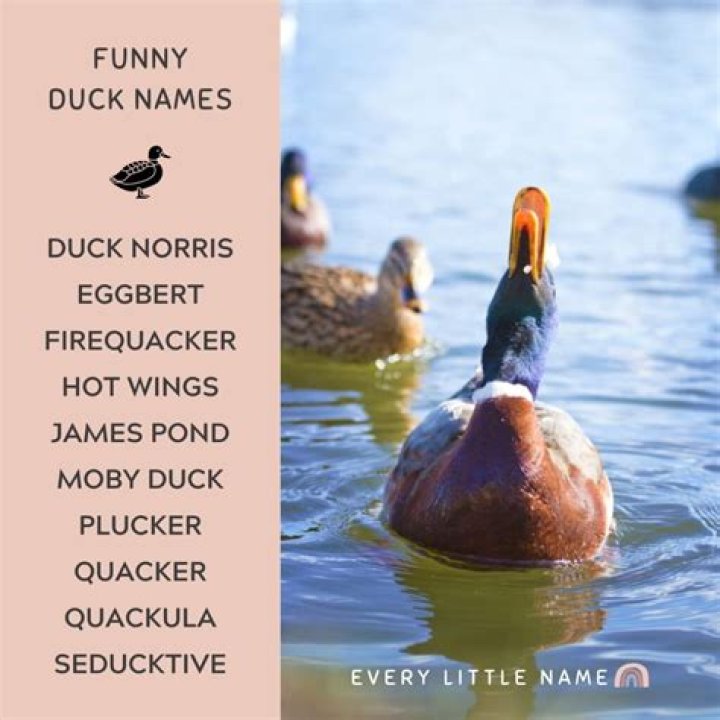 Discover Hilarious Duck Names For Your Feathered Friend