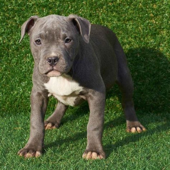 Unleashing The Secrets Of Blue Pitbull Puppies: A Journey Of Discovery